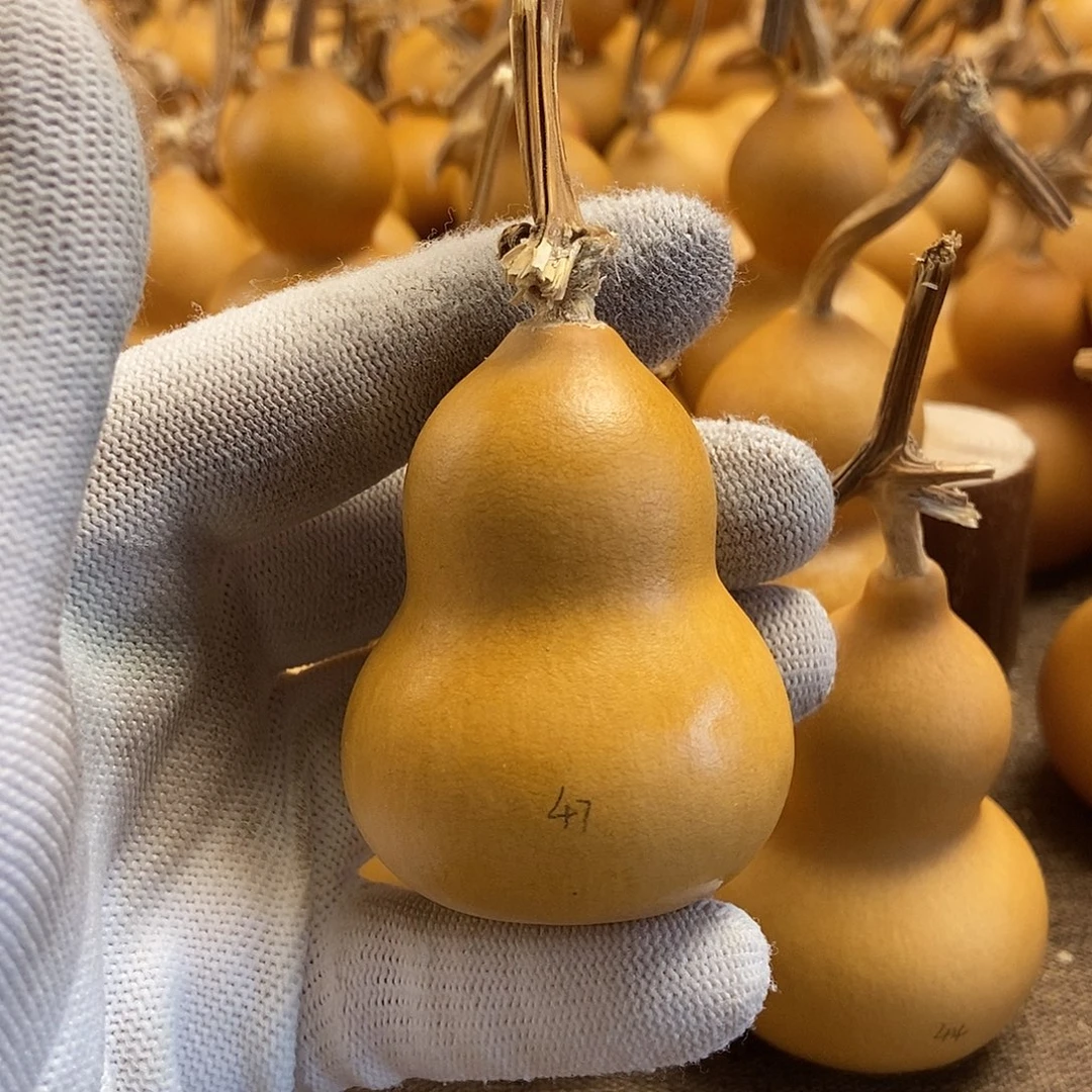 文玩葫芦 完美主义者 慎拍47