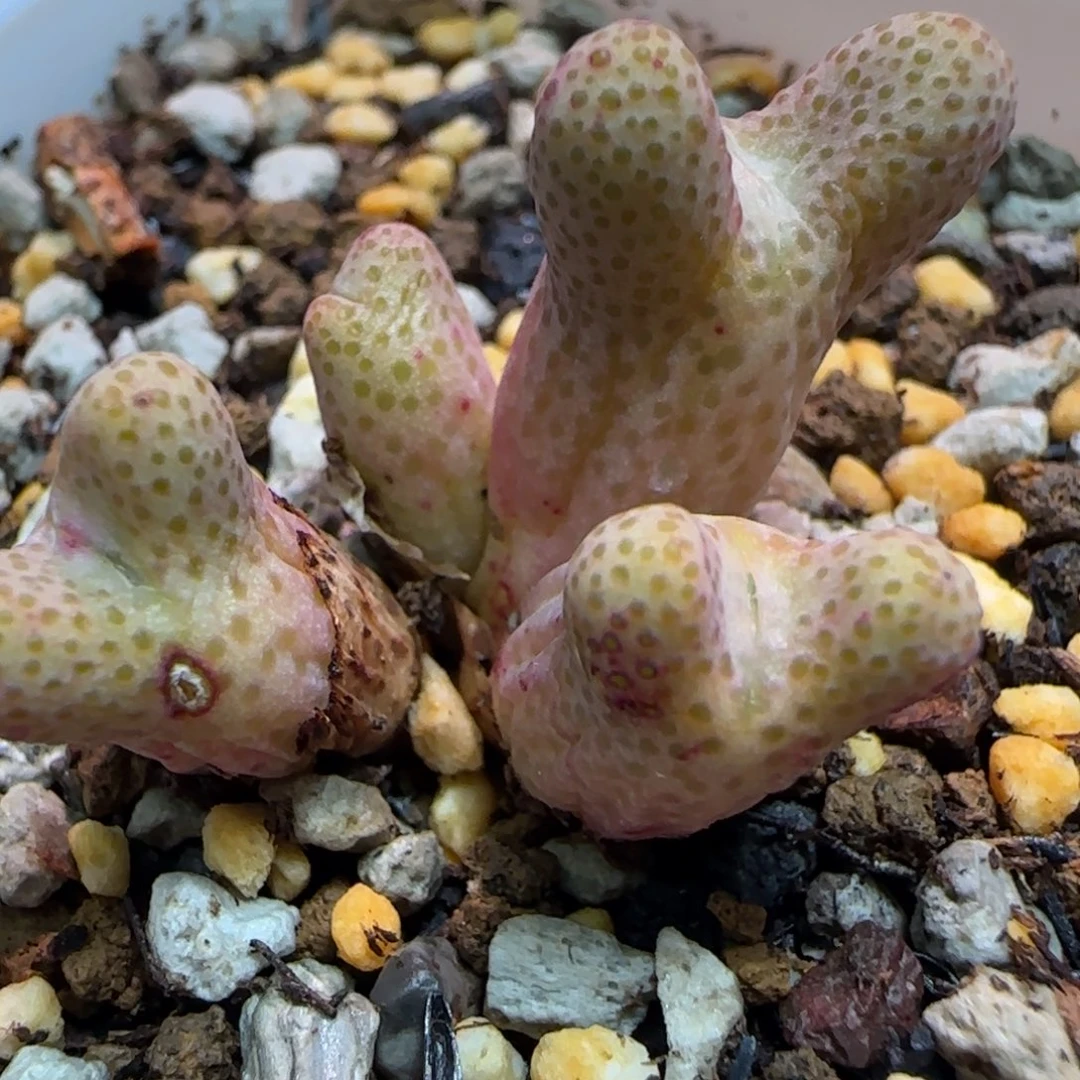 ୧**四头斑马多肉植物