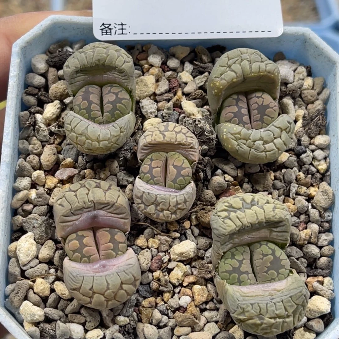 7476FDP窄纹大牙5颗