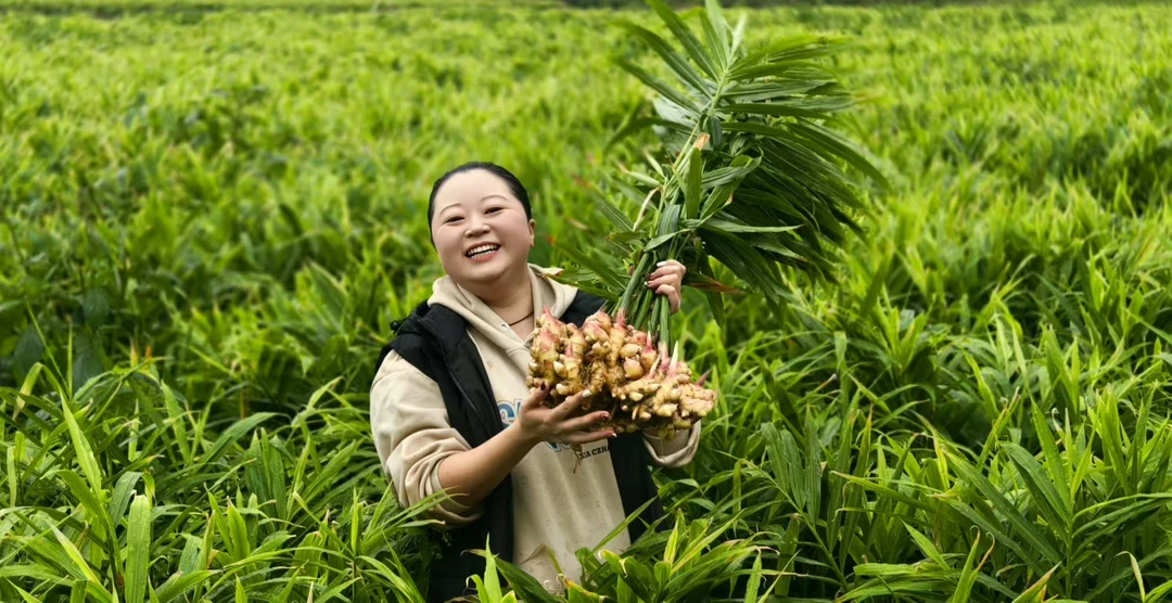 贵州二生姜黄姜新鲜现挖