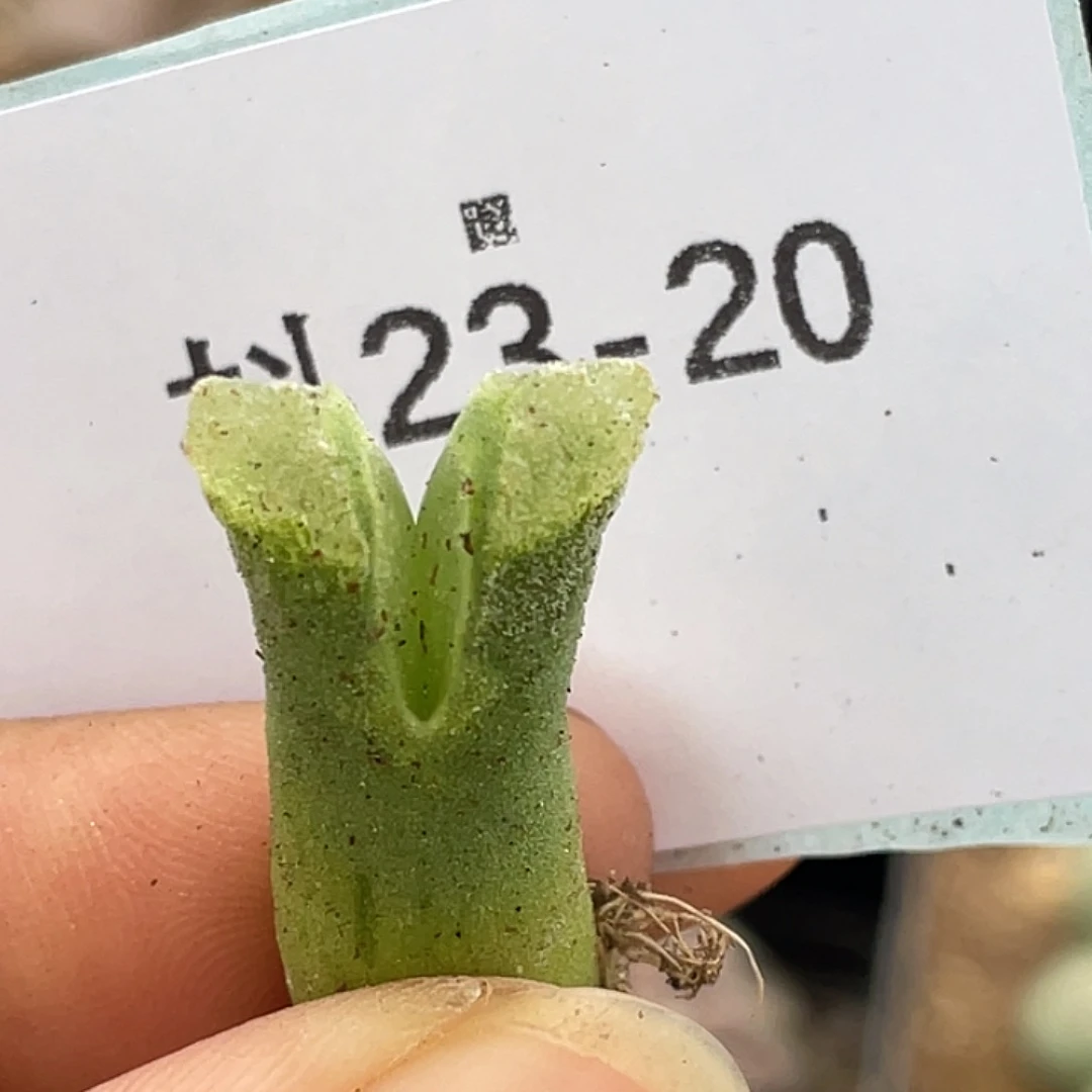 23-20冰风铃多肉植物