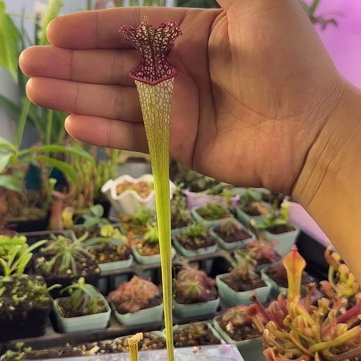 丨***丨完全开放一物一拍瓶子草