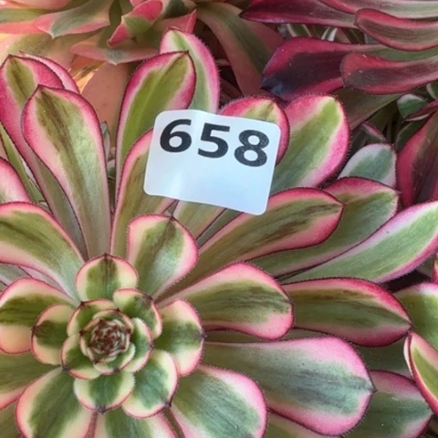 只**香法师4颗19-45