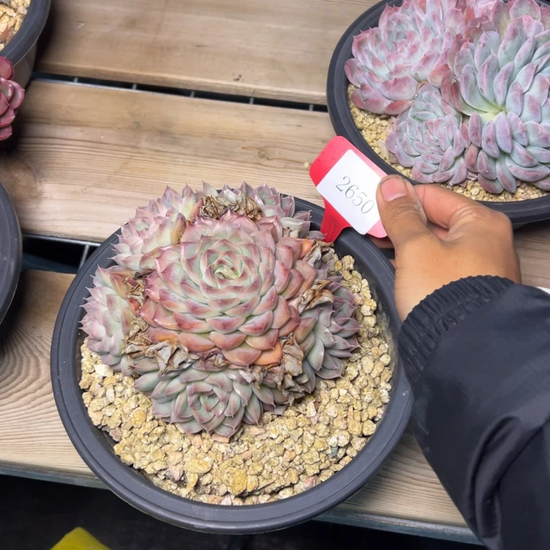 美**忆2650多肉多多多多多