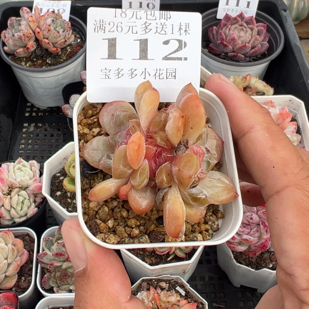 糖心群一物一拍满18元包邮