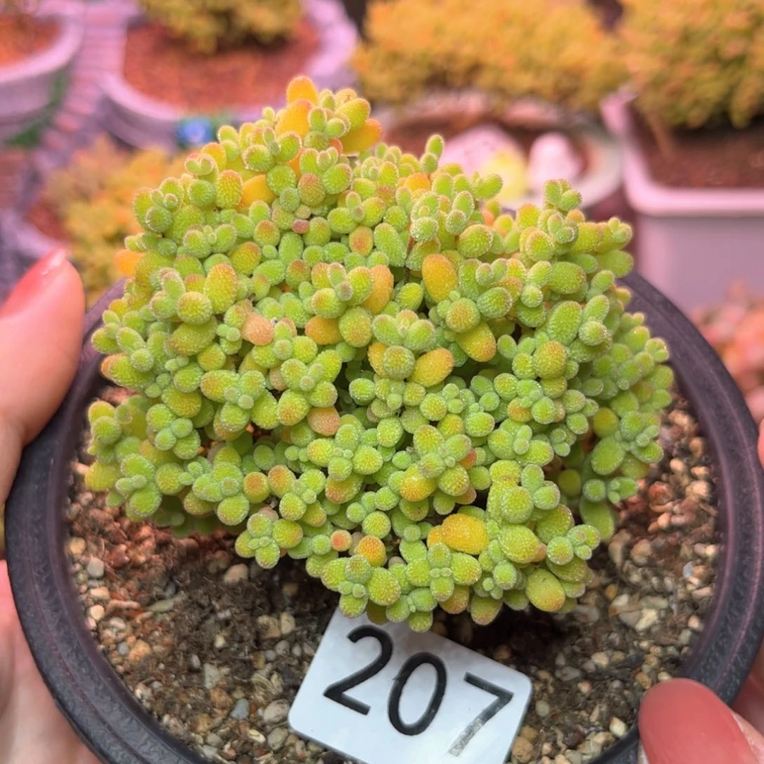 207金橘可爱多肉植物