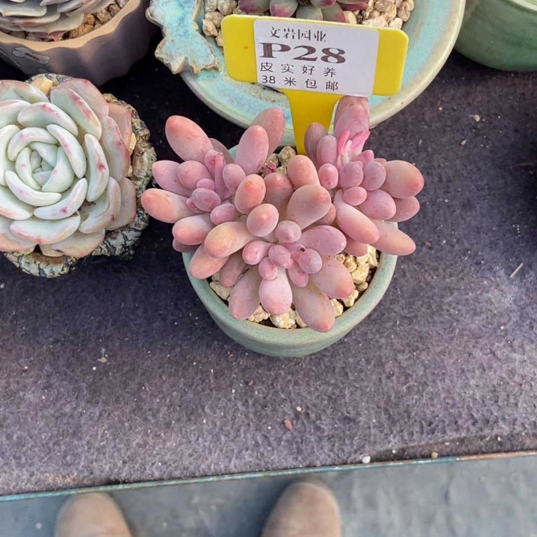 止*多肉植物紫心美人1111