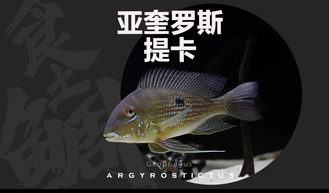 亚奎罗斯提卡关刀 南美食土鲷经典观赏鱼玩家必入款