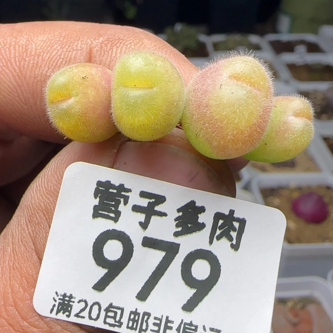 长毛翠两颗双头。