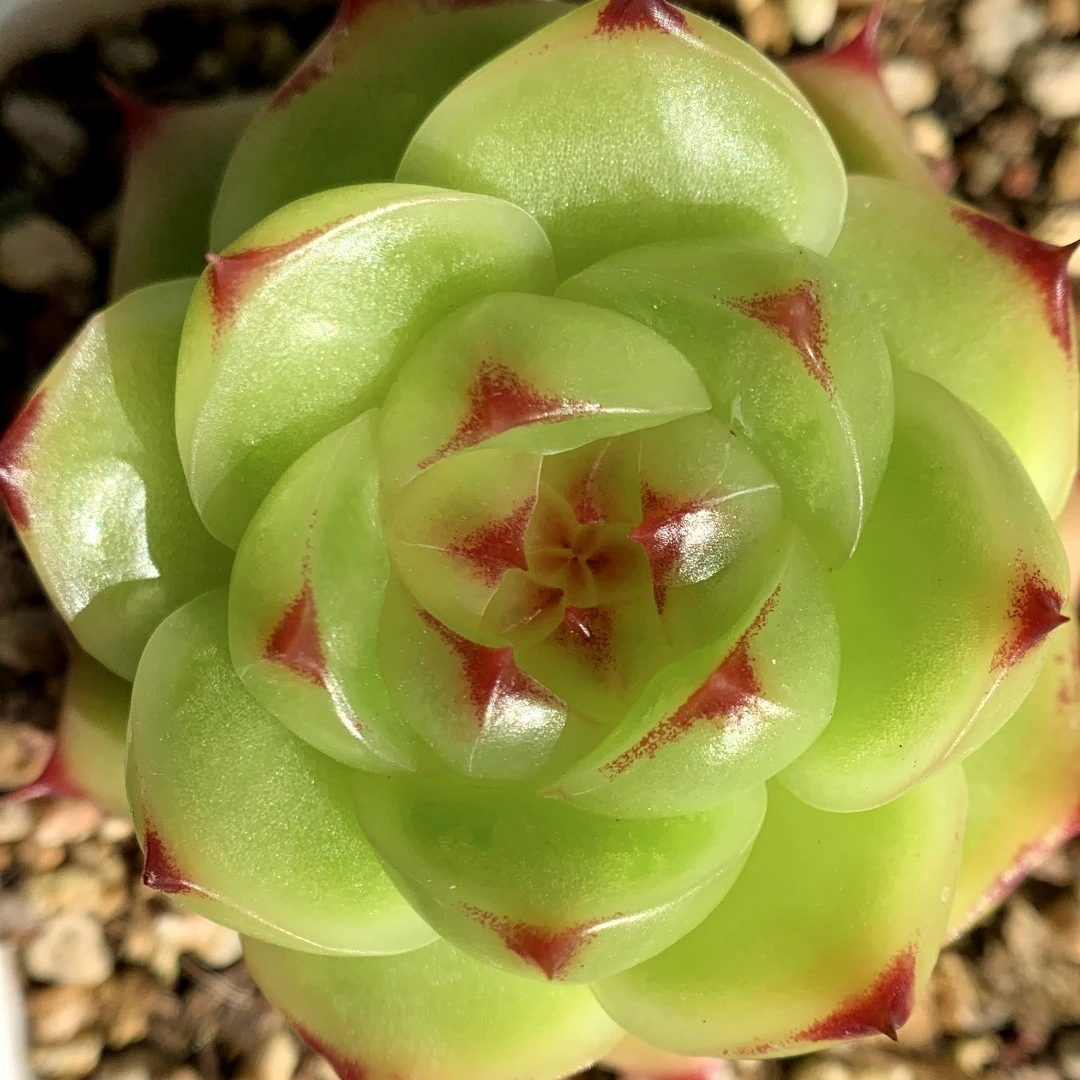 肉满满多肉 24.8 链接 精控小肉肉 11月17号