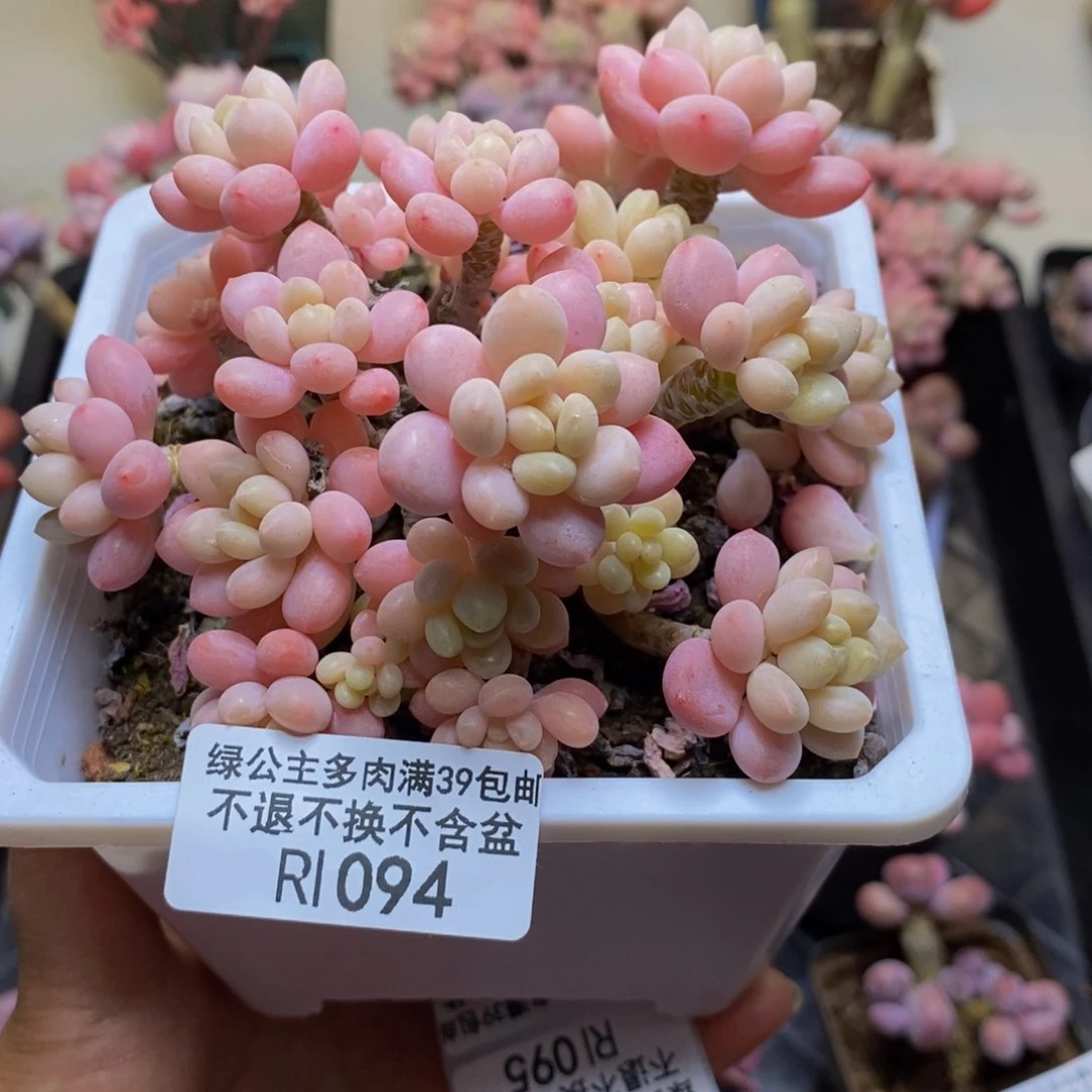 094鱼子酱多肉9cm