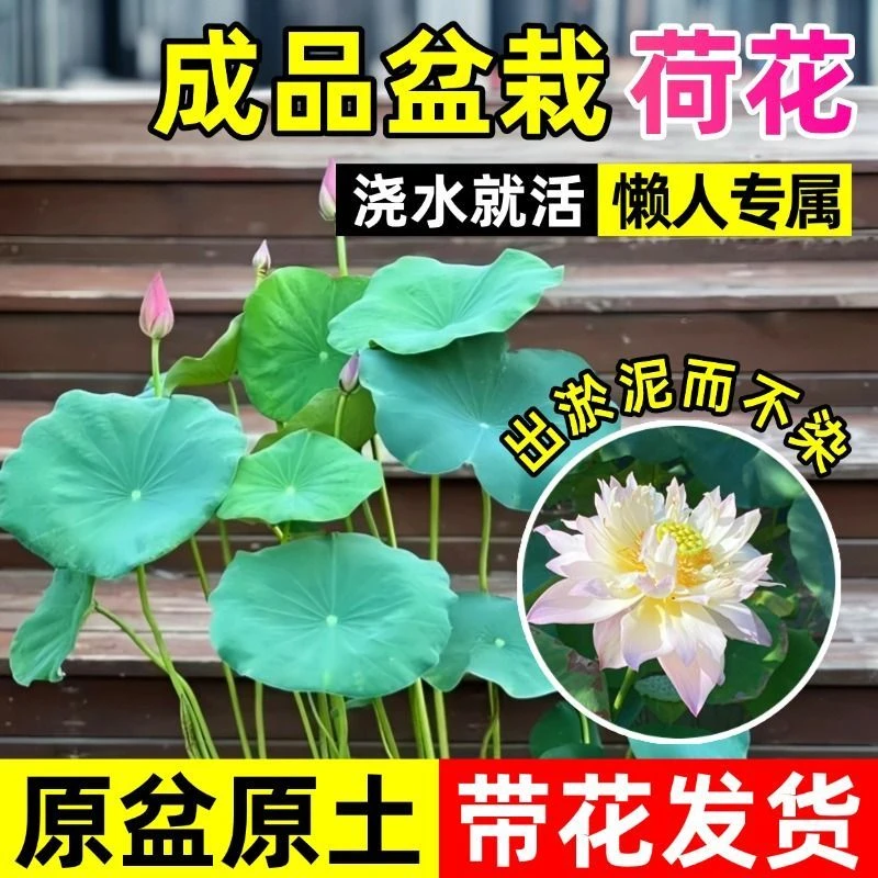 大中型碗莲荷花观赏荷花一物一拍带盆发货盆栽水培观赏水生花卉