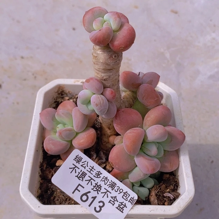 樱花洛神老桩7cm613多肉植物