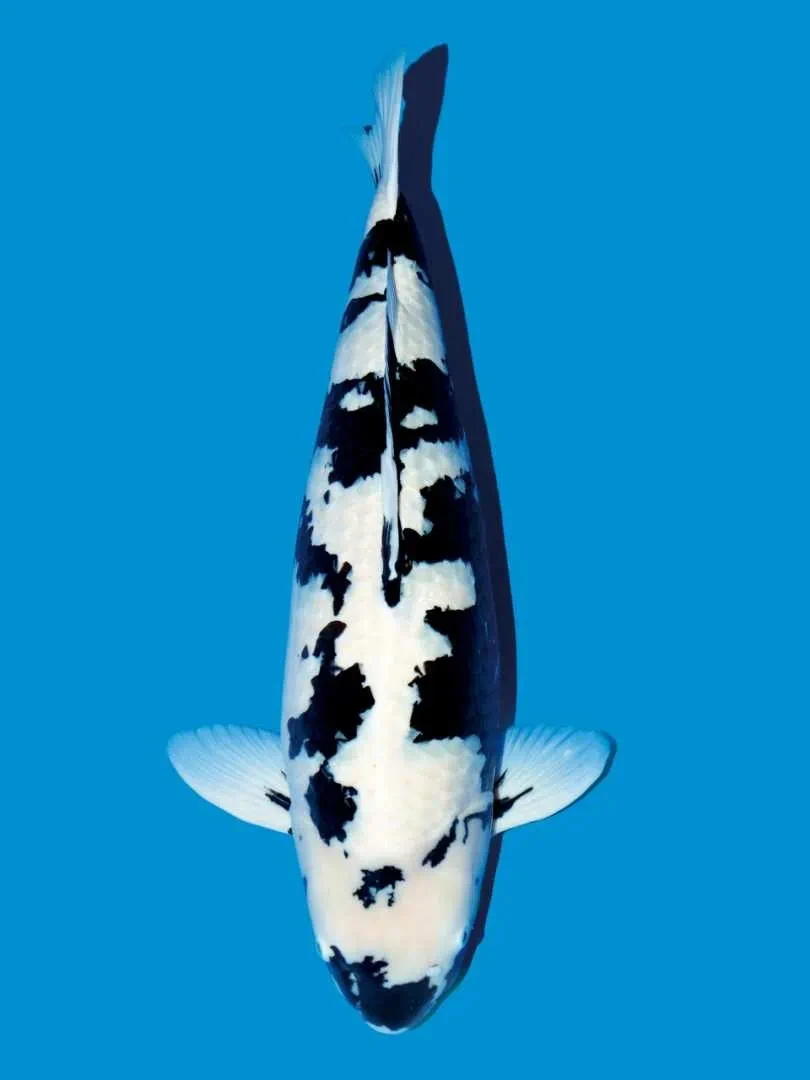 浩扬锦鲤甄选高端进口红白三色大正孔雀秋翠昭和菲写锦鲤专拍链接