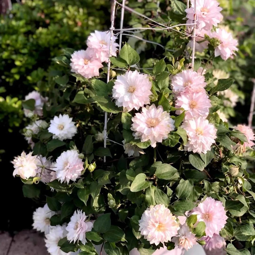 春姬 二类铁线莲大花庭院阳台植物观花盆栽地栽花卉