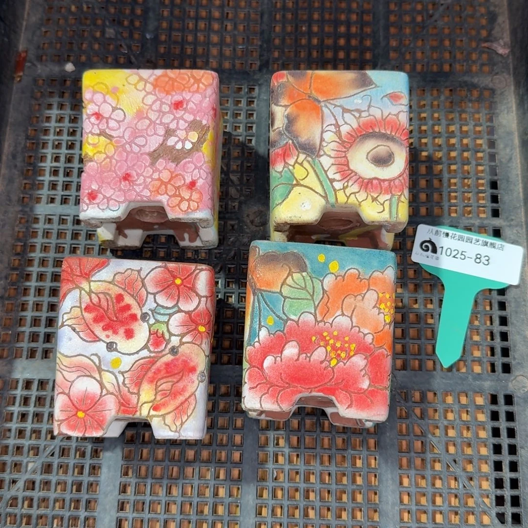 从前慢多肉精选编号1025.83