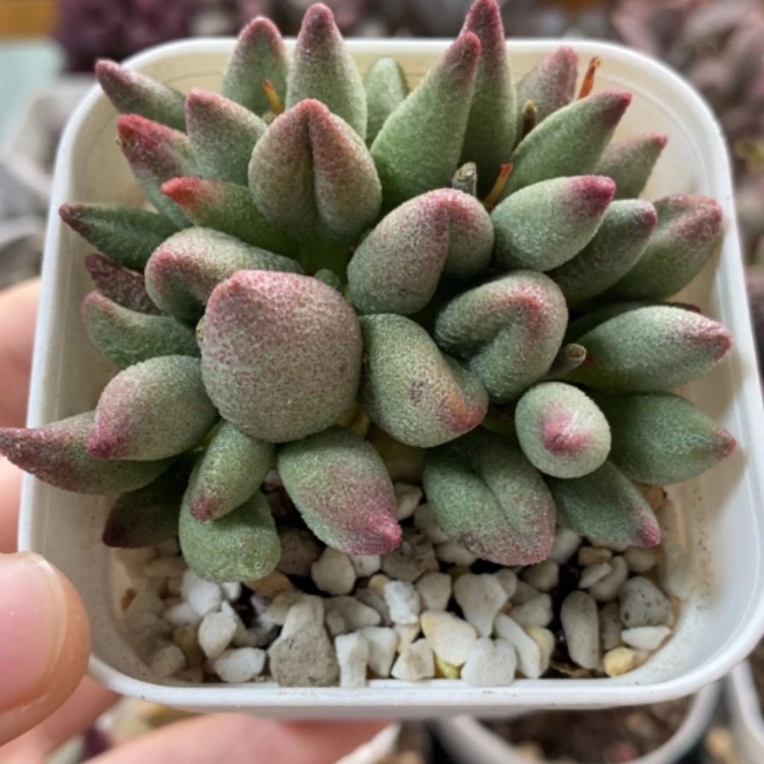 【闪购商品】无花朵小红嘴