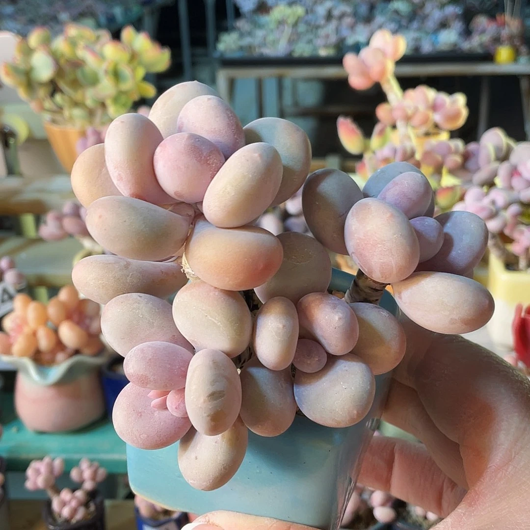 株****发多肉植物的生长发育与生长发育