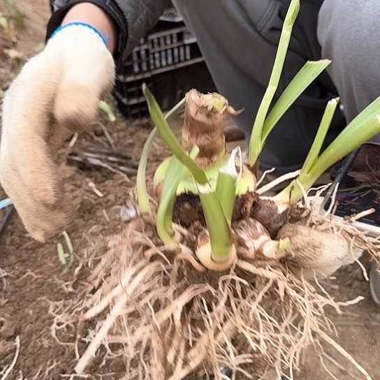 摩卡1籽播苗7～8带8个侧 开花可能变异介意勿拍 开花不售后