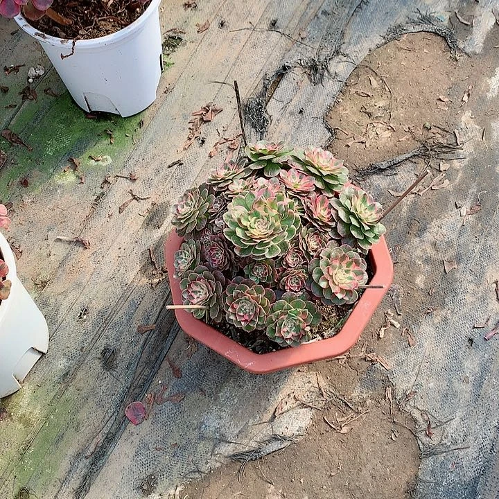 【闪购商品】二**姨荔枝，多肉