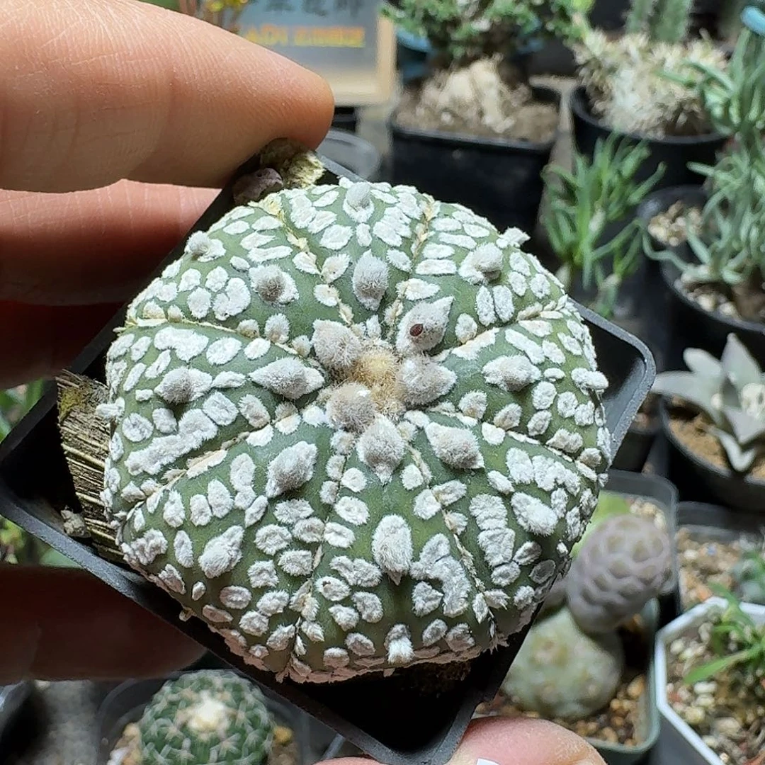 575超兜带盆发货实生