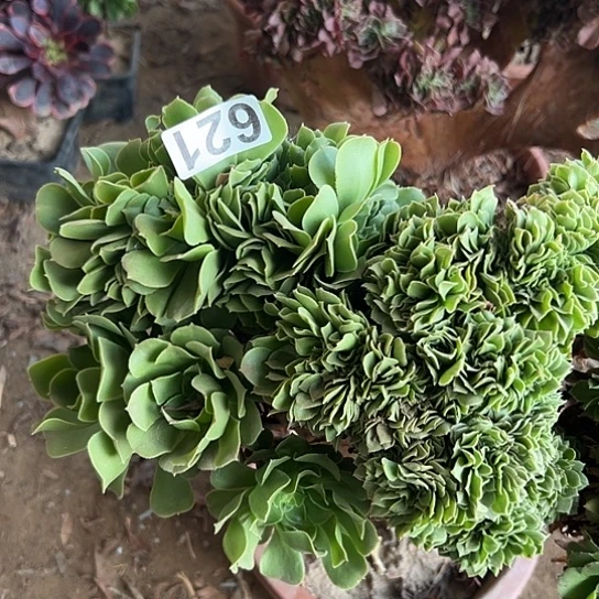 旋****多肉植物一个绿玫瑰