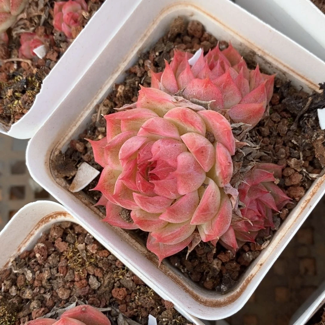 精品多肉一物一拍不包整100