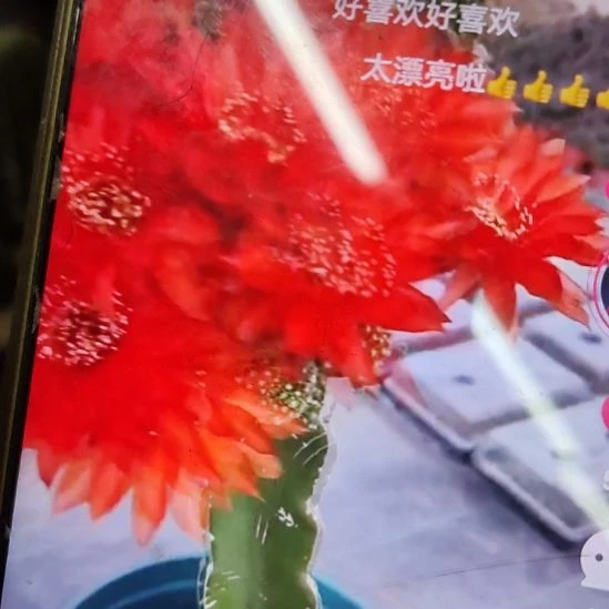 仙人球金刚妖姬侧芽