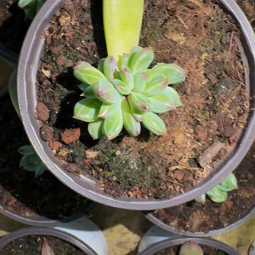 紫镜 叶插 一物一拍