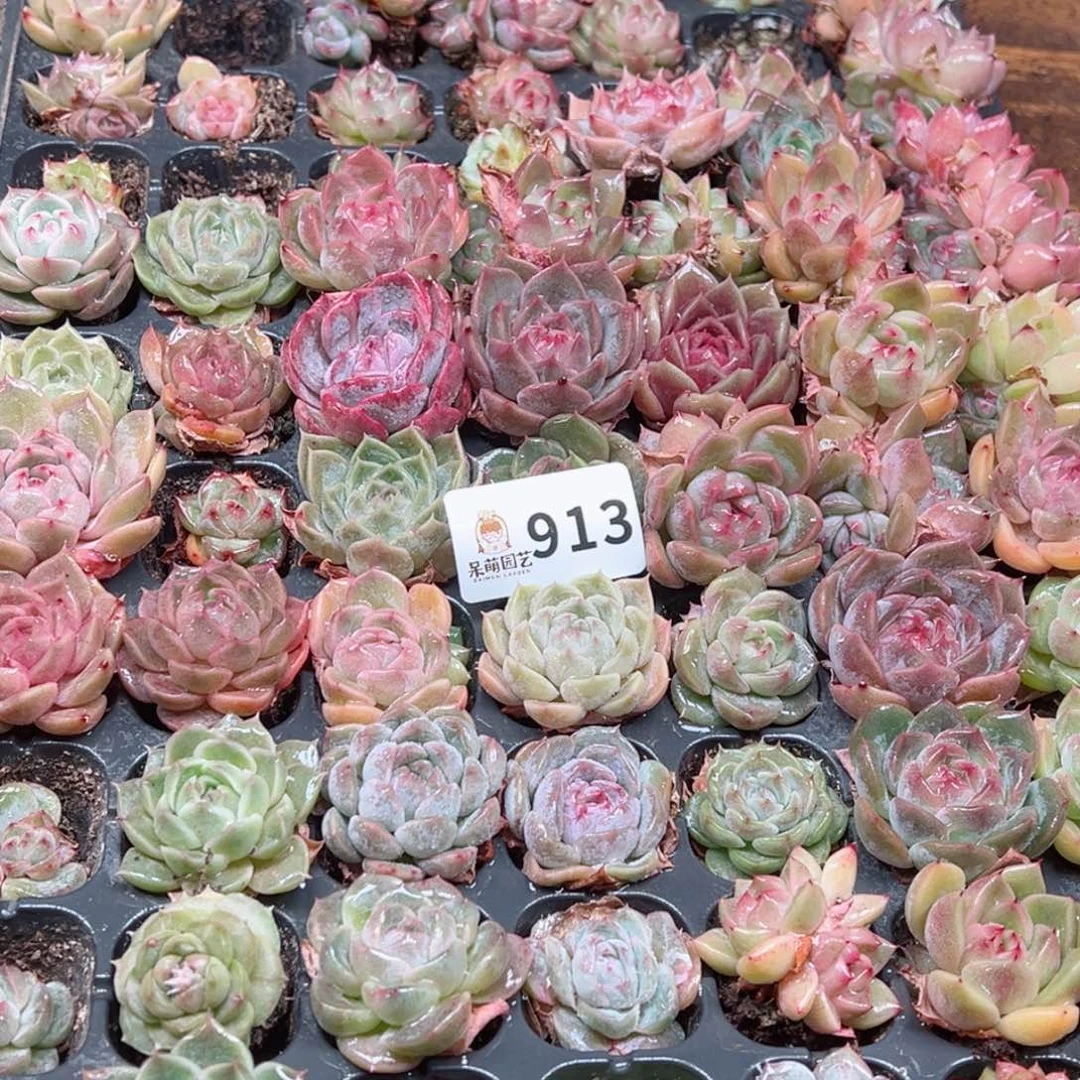 多肉植物多肉植物