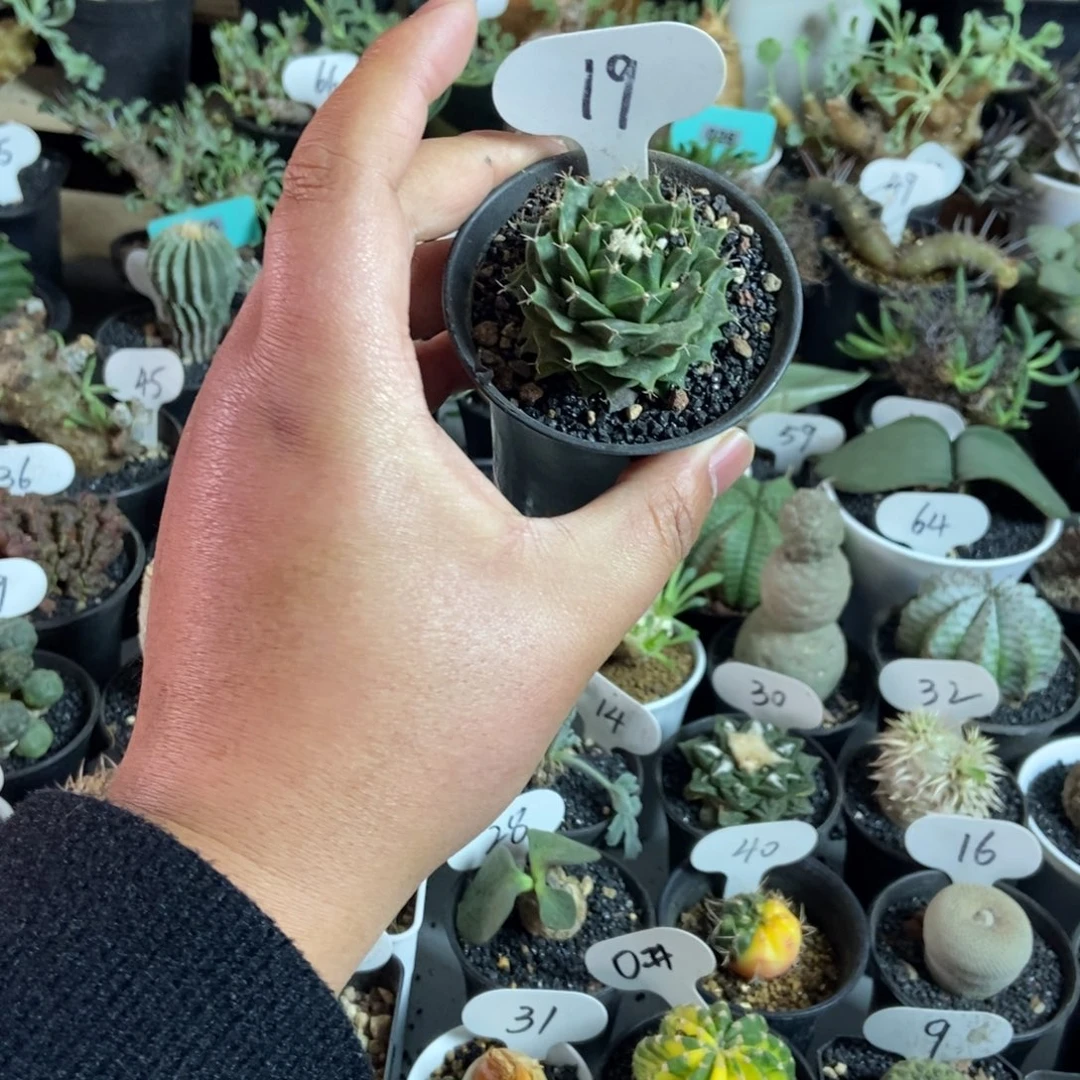 实生帝冠一物一拍