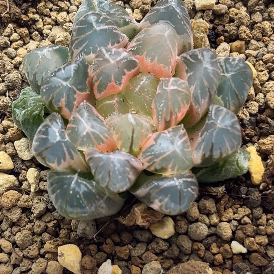 565糊斑龙珠玉露锦