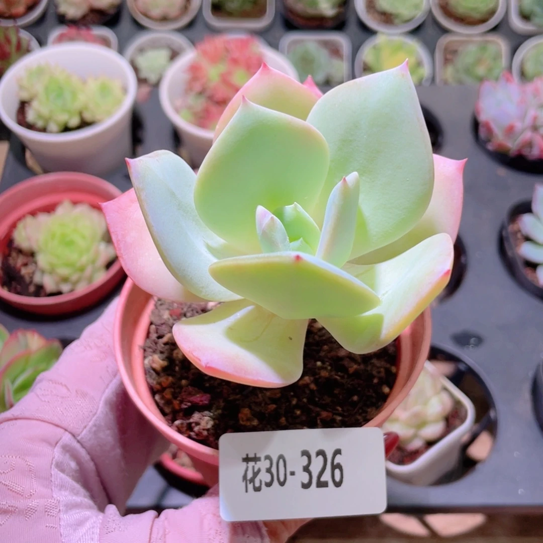 花利美30-326白凤