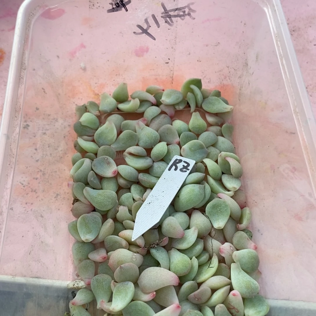 纯叶片容止叶片一个