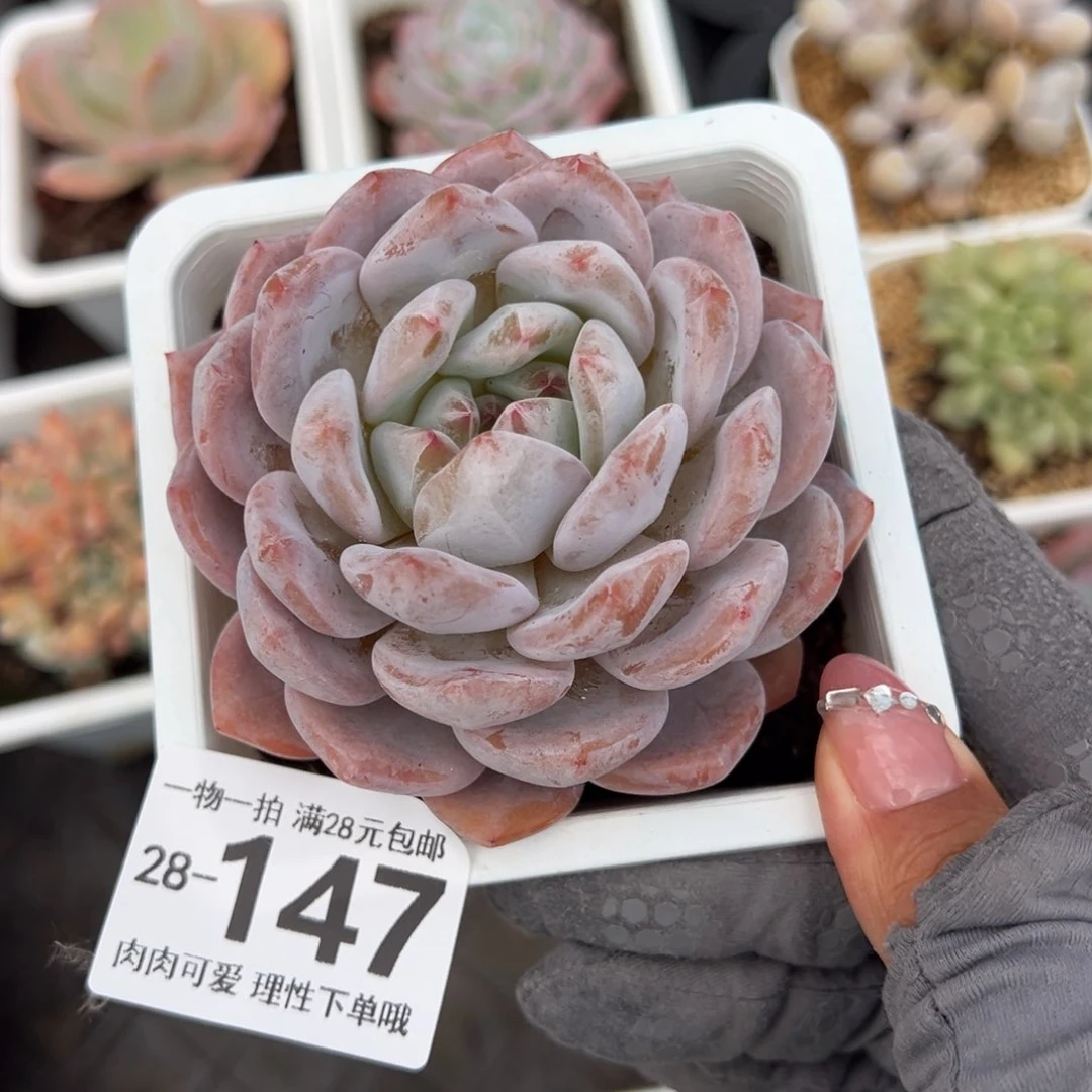 橙梦露多肉多肉多肉多肉