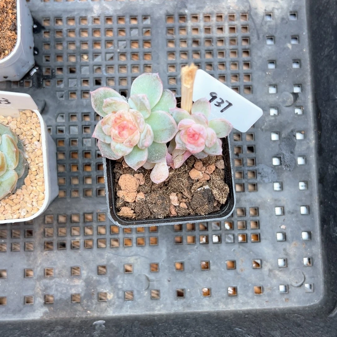 喵***%937号风花雪月系列若梦