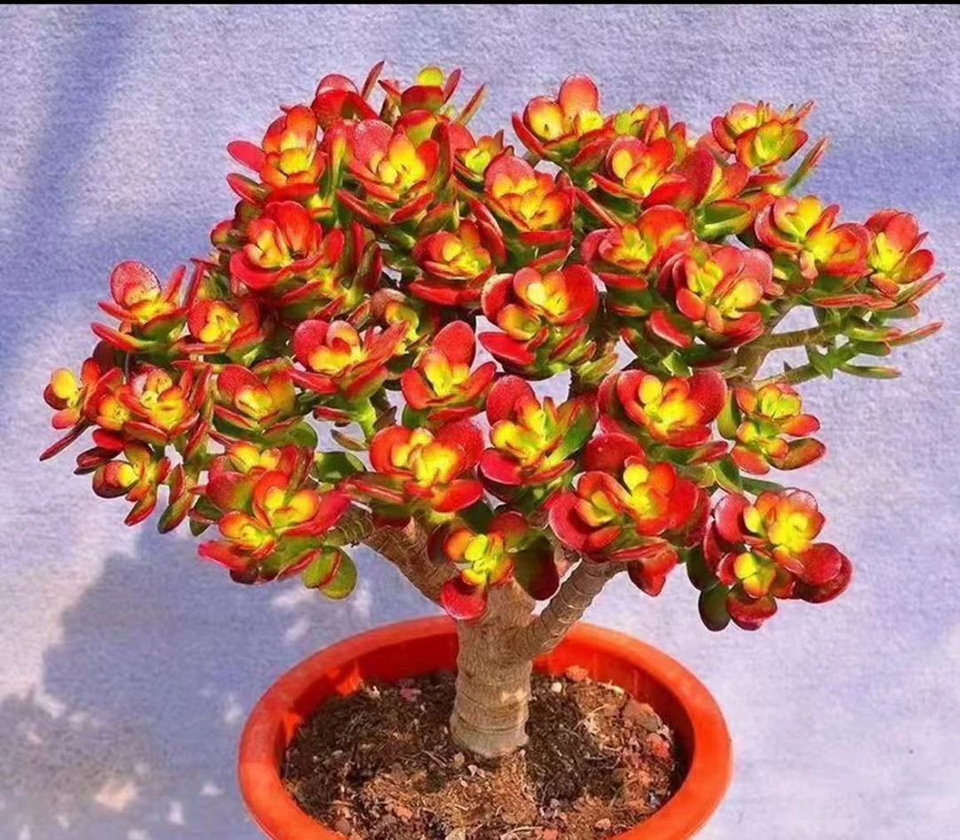 XP玉树拍一发二 新手好养带盆栽好美观多肉植物秋季