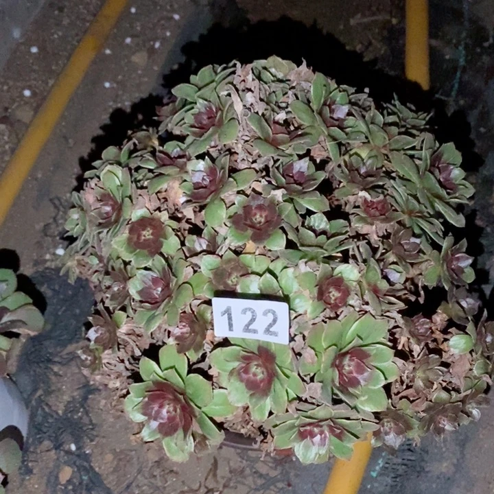 星*122红拉丝多肉植物