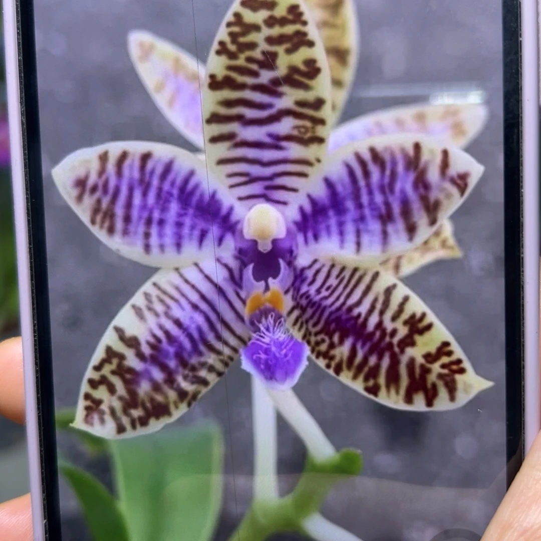 当前无花栽培后可以开花蓝路德