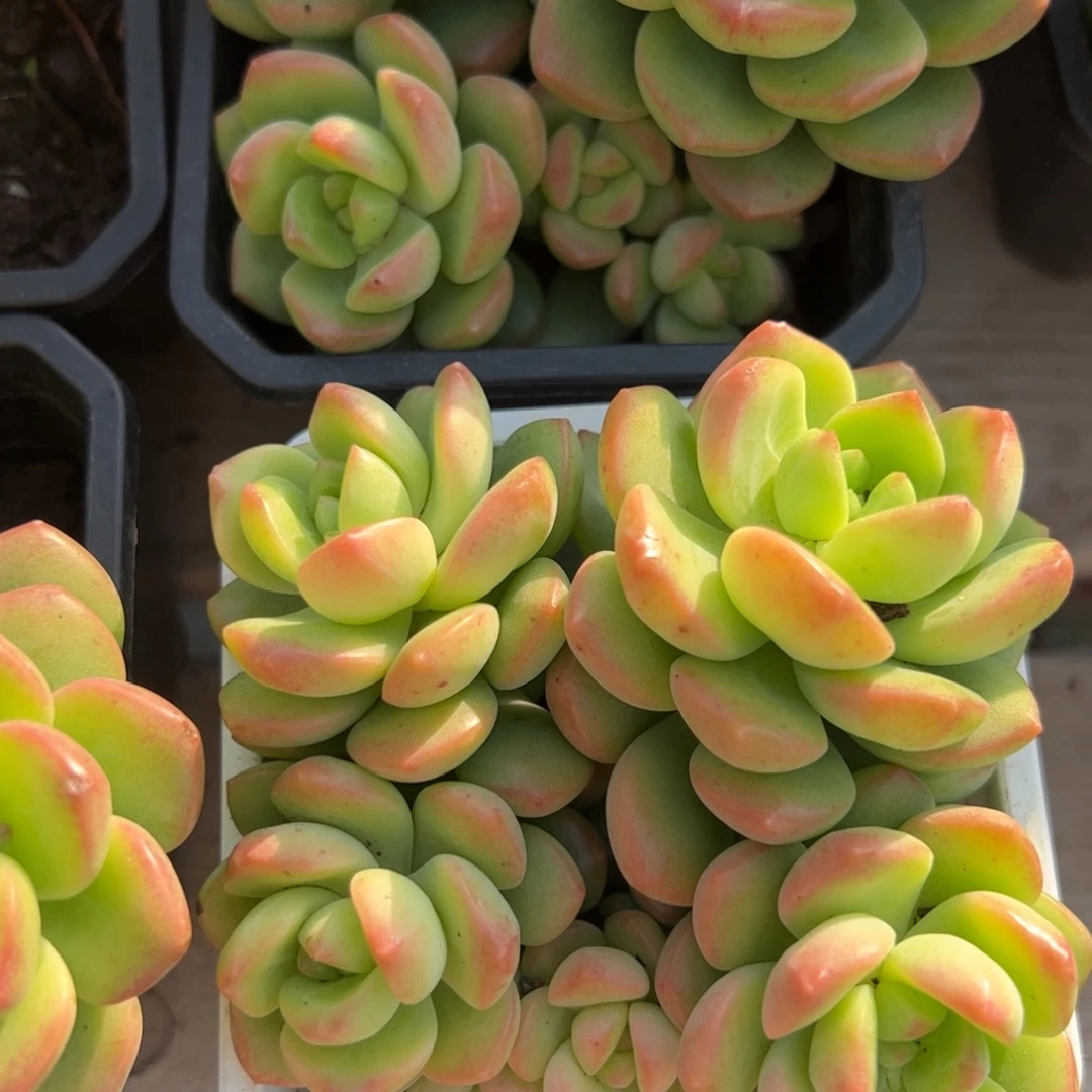 阳光玫瑰多肉植物精品