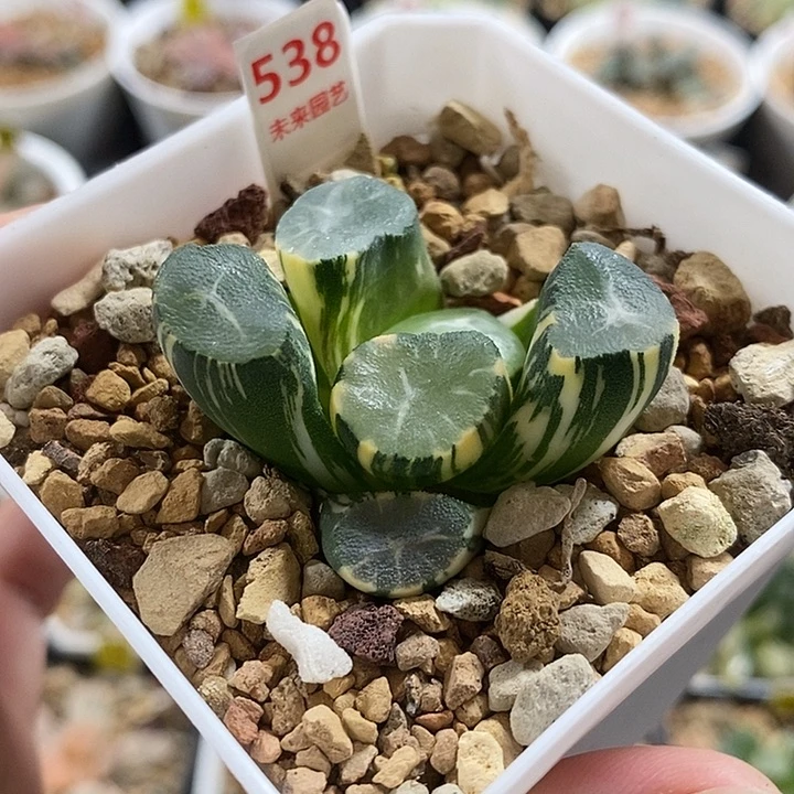 538山之翠万象锦一物一拍