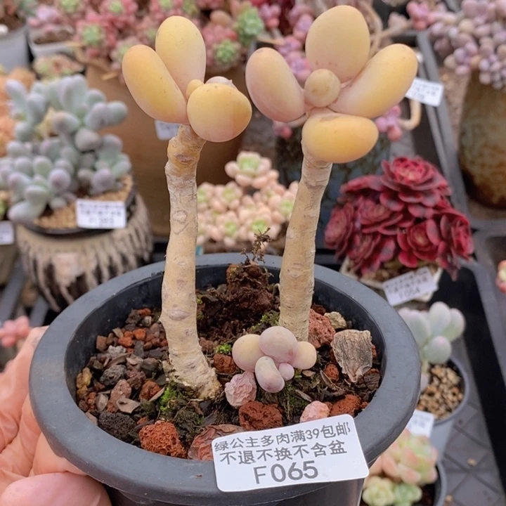 蛋黄奶老桩065多肉植物