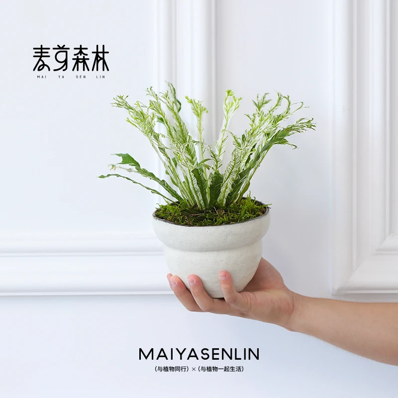 【桌面白月光】花叶白锦鸟巢蕨鹿角蕨高颜值室内绿植物好养易活高级
