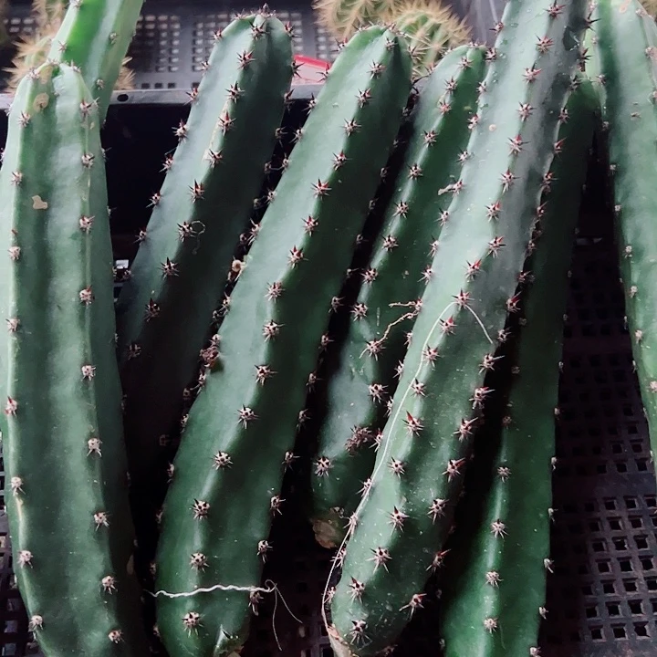 黑刺袖蒲侧芽20-25公分左右  12棵