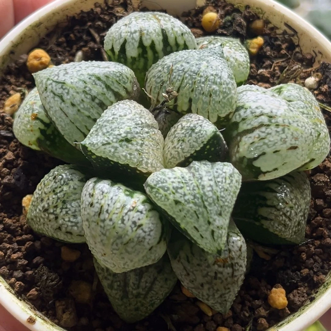 550实生白银发发发发发发