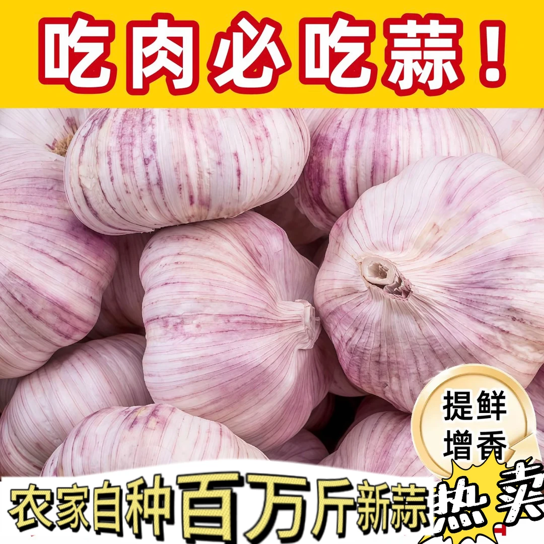 2025年正宗紫白皮大瓣干蒜辛辣十足可当蒜种带毛胡放两个月非红蒜
