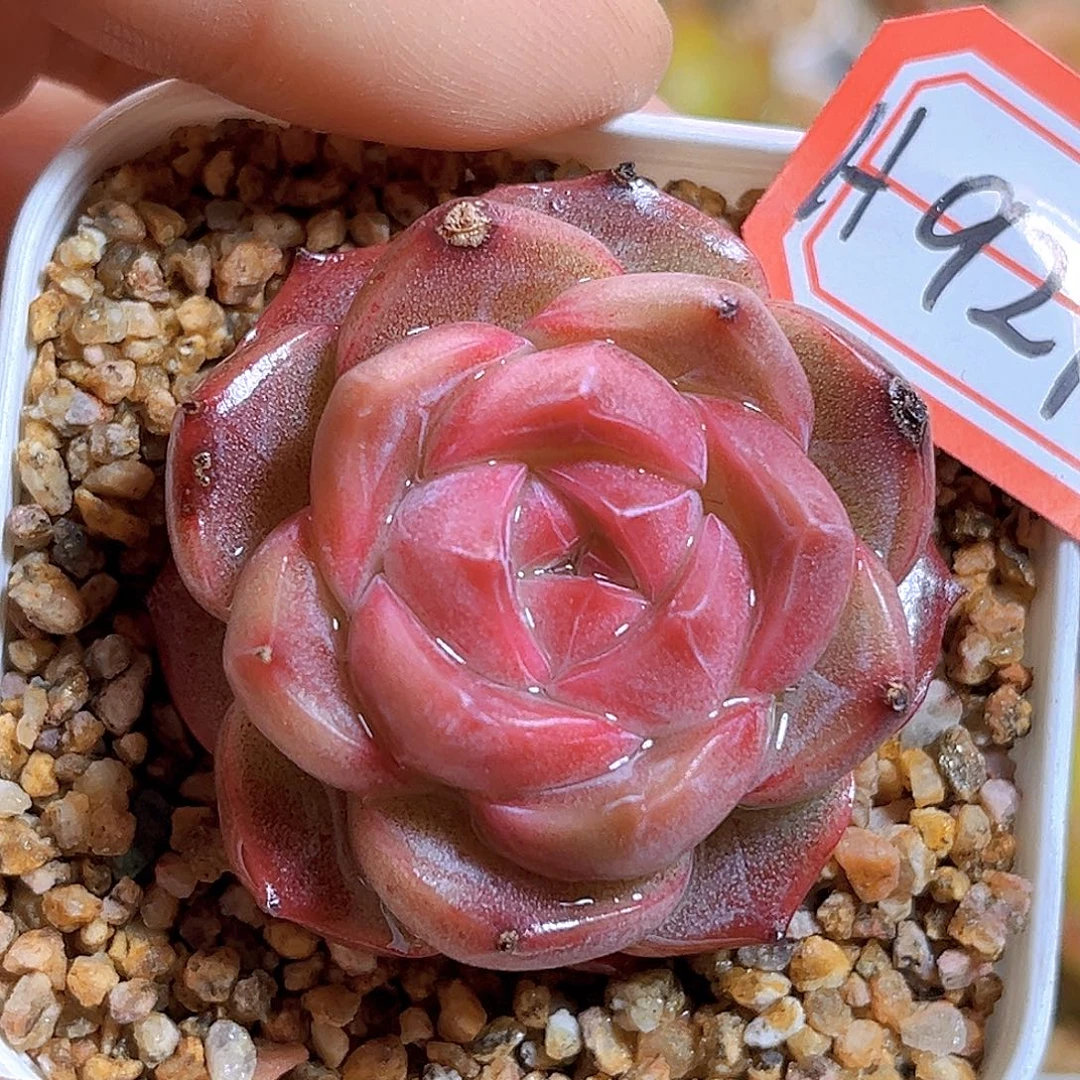 H927新品珍妮   满18包邮