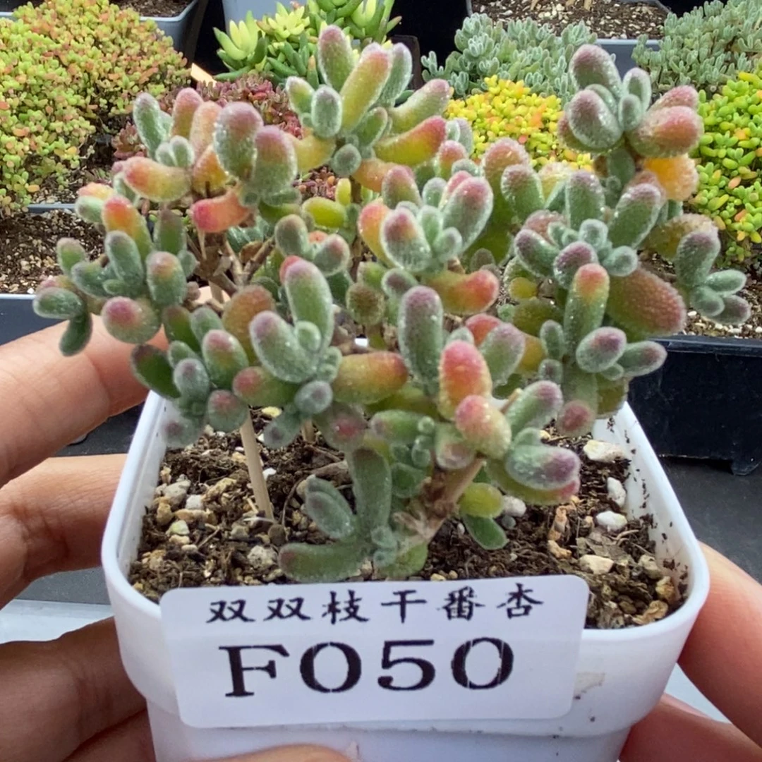 50冰晶。