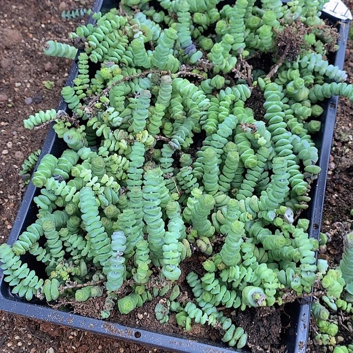 111 多肉植物盆栽植物