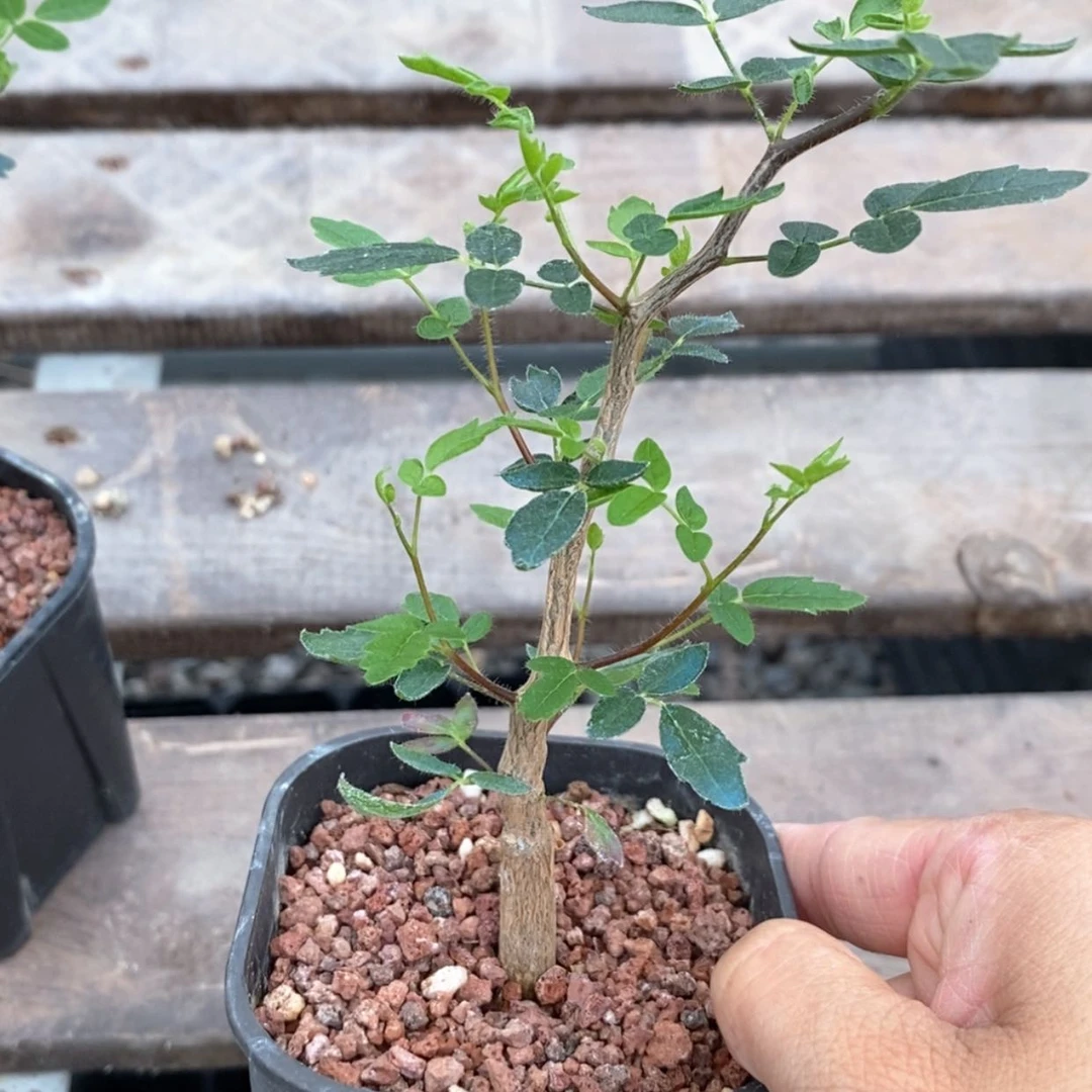 【闪购商品】群***2滔天橄榄